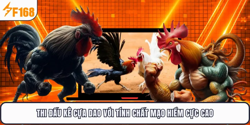 Thi đấu kê cựa dao với tính chất mạo hiểm cực cao
